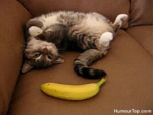 banana,funny cat,cat,scared