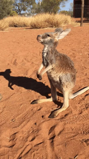 kangaroo,hug,australia,alice,rescue