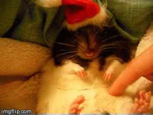 merry christmas,cute rat,happy holidays,cuteness,oreo,cute s,animal s,christmas animals,adorable animals,pet rat,cute animal s,cutest animal,retards of bodom,cute animal