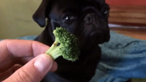 broccoli,dog