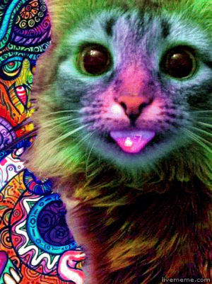 psychedelic,hypno,cat