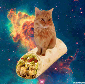 nebula,burrito,space cat,funny animals,cat,animals,space,funny cat