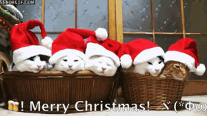 caturday,christmas,cats,merry,basket,hats