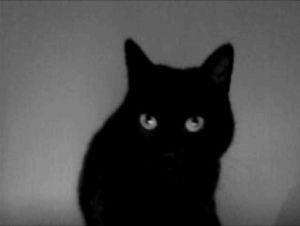 black,cat,animal,eyes,kitten,pet,black cat