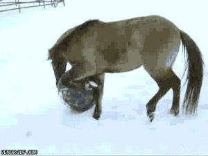 animals,snow,horse,kicking,medicine ball,nudge