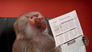 office monkey,newspaper