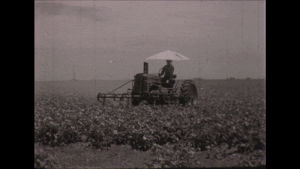 harvest,cotton,tractor,cotton farmin,south plains