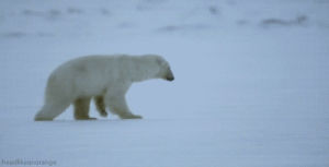 snow,ouch,bear,ice,polar bear,seal