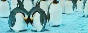 snow,penguin,snuggle,love,animals,neck