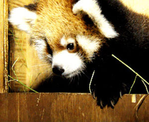 red panda,scred,slow,animals,bear,panda
