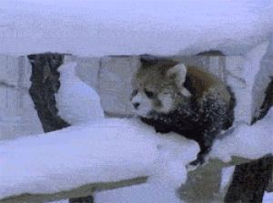 raccoon,stumbling,snow,graceful