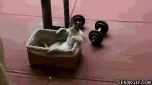 cat,workout,muscles