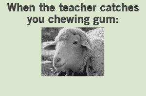 sheep,farm,chewing gum,animal,eating,chewing,munching