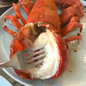 Lobster GIF auf GIFER - von Nigar