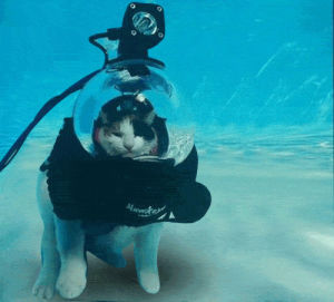 scuba,underwater,cat,weird