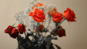rose,cinemagraph,drops,water,red