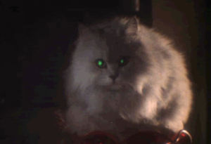 laser cat,hausu,cat eyes,cat,horror,house,cult film,laser eyes