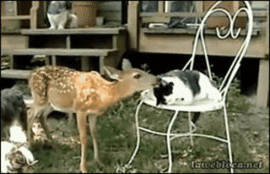deer,animal friendship,cat,dog,licking