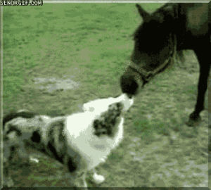 animals,horse,cute,dog,kissing