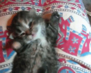 super cute,cat,kitten,kitty,yawning