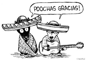 thanks,thank you,gracias,barkpost,pooch,puppy,pun,puppies,chihuahua,mexico,new year,funny,dog,cute,lol,dogs,aww,haha,doggies,barkbox,poochas gracias,pooches
