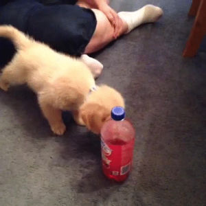bottle,puppy,soda