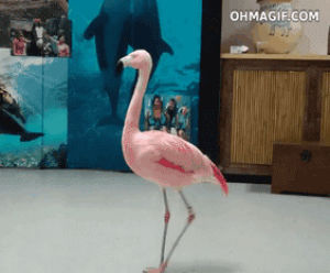 flamingo,pink,funny,dancing,animals,bird,walking,circle,round