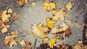 rainy,fall,autumn,november