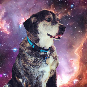 dog,space