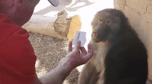 reaction,monkey,trick,truth about zoos