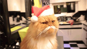 christmas cat,santa,cat costume,animal christmas,animals,hat,christmas animals,animals wearing hats