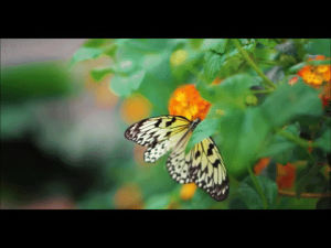 butterfly,butterflies,sanctuary,animals,animal,insects