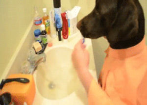 brushing teeth,dog,wtf
