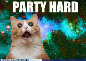 party hard,party cat,cat,rainbow shit