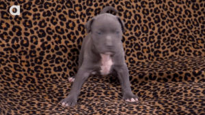 pit bull,running,happy,cute,dog,puppy,charge,baby animals