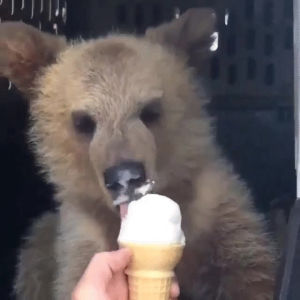 bear,ice cream,food,eating,cone,vanilla