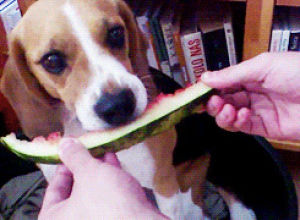 dog,animals,eating,watermelon,licking,chewing