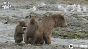 bear,alaska live,grizzly bear,sleepy bear,furry,cute,animal,bbc,bbc one,wildlife,alaska,bear cub,skill