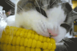 corn,vine,cat,food,animal,eating