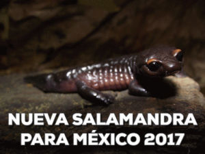biology,salamander,conservation,fauna,amphibia