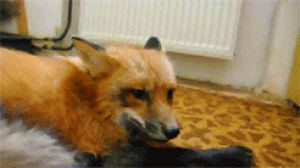 licking,dog,animals,fox,looks at camera,looks like a fox