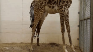 birth,giraffe