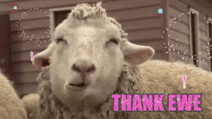 thank ewe,sheep,thank you,ewe,pun