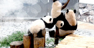 panda falling,panda,panda bear,baby panda,panda cub