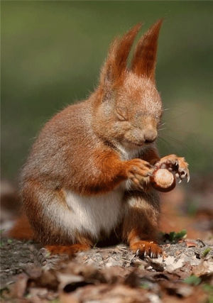 squirrel,nut