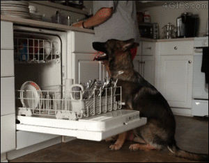 dog,chores