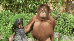 animals,orangutan,animal friendship,dog
