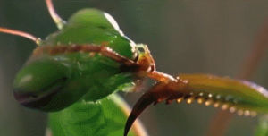 mantis,love