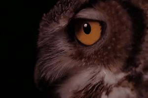 owl,season 2,twin peaks,showtime,episode 18