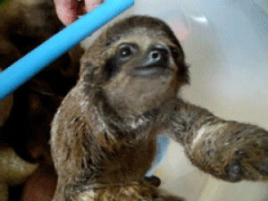 sloth,animal planet,cute,animals,adorable,babies,cuteness,omgomgomg,omgcute,drale